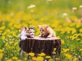 cat_0055