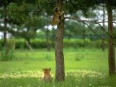 cat_0057
