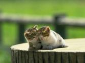cat_0060