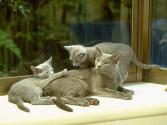 cat_0077