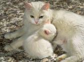 cat_0079