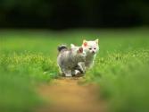 cat_0082