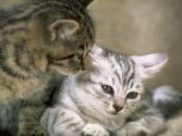 cat_0094