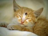 cat_0108