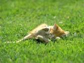 cat_0119