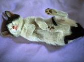 cat_0123