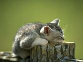 cat_0136
