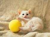 cat_0179