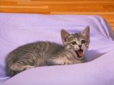 cat_0184