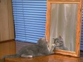 cat_0194