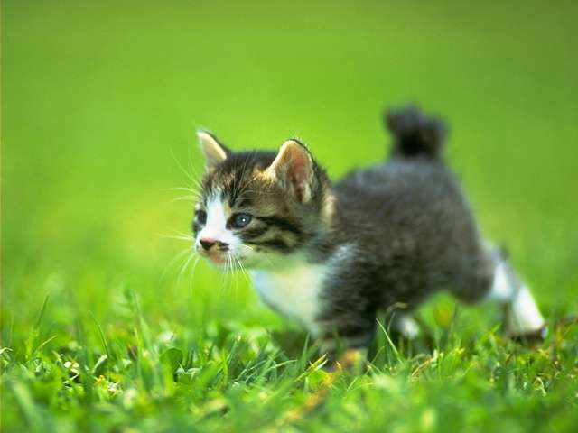 cat_0043