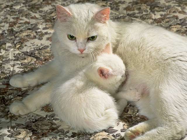 cat_0079