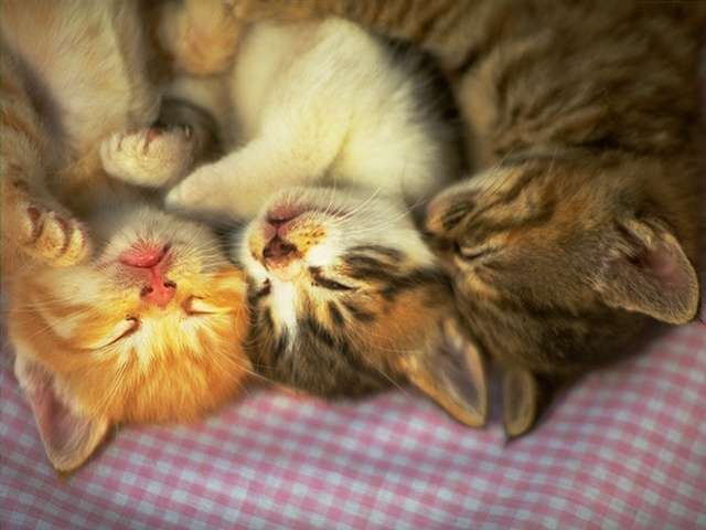cat_0116