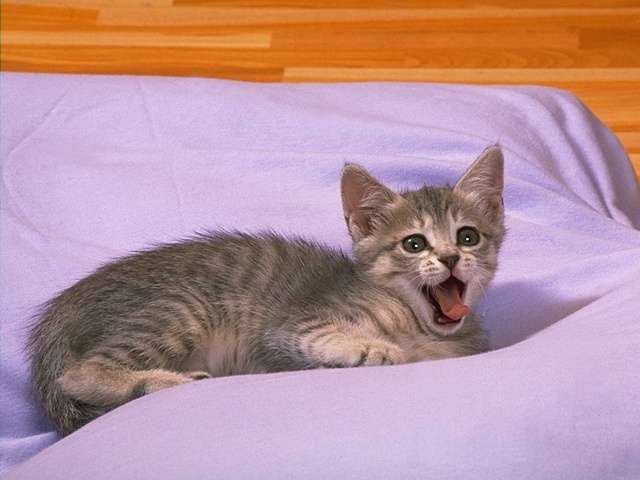 cat_0184