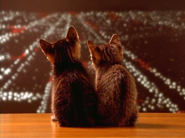 cat_0198