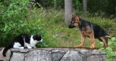 Cato_14_uker_75