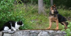 Cato_14_uker_76