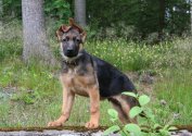 Cato_14_uker_77