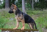 Cato_14_uker_79