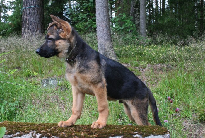 Cato_14_uker_79